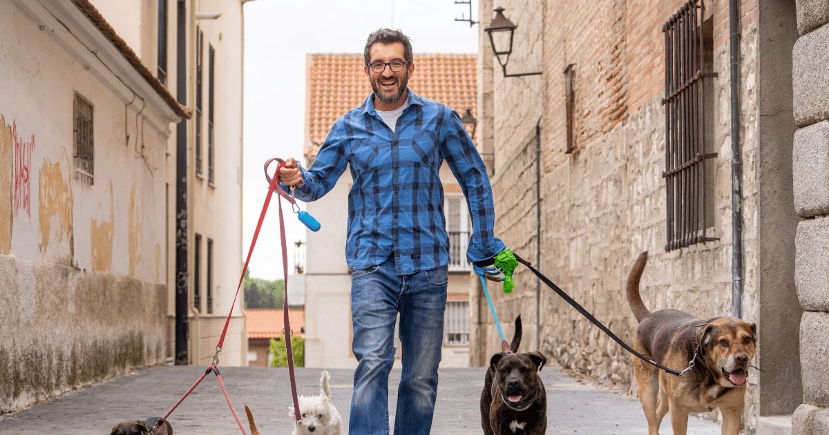 O que é preciso para ser passeador de cães? Veja como trabalhar como dog walker com segurança e profissionalismo