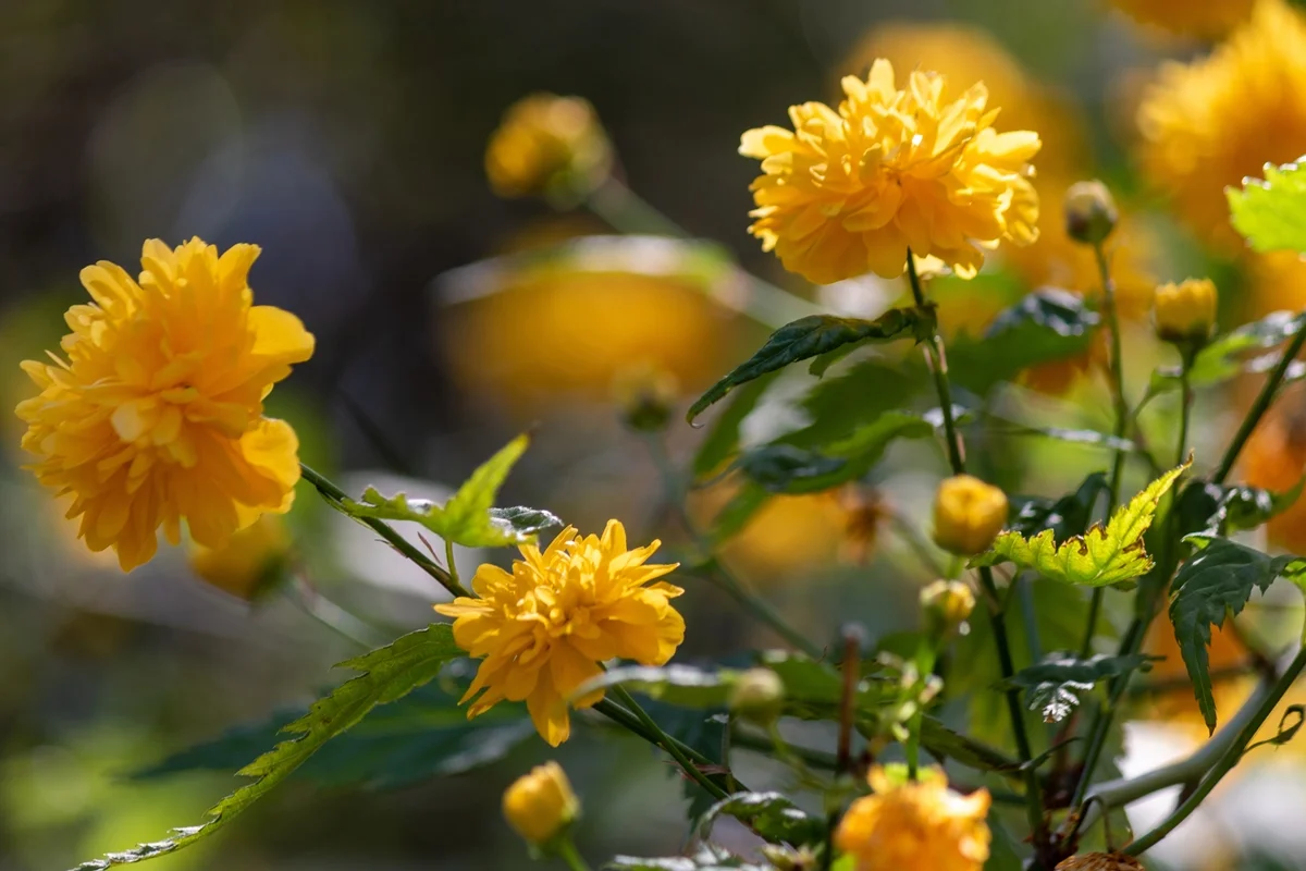 Foto colorida de flores amarelas - Metrópoles.