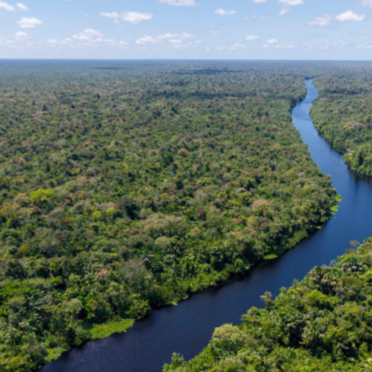 Planos dos candidatos para o meio ambiente focam no combate ao desmatamento e 'mostram consenso discursivo amplo', analisam especialistas