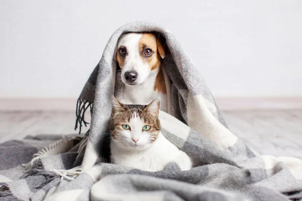 Não é só estética: cortar unha dos pets evita doenças graves e machucados