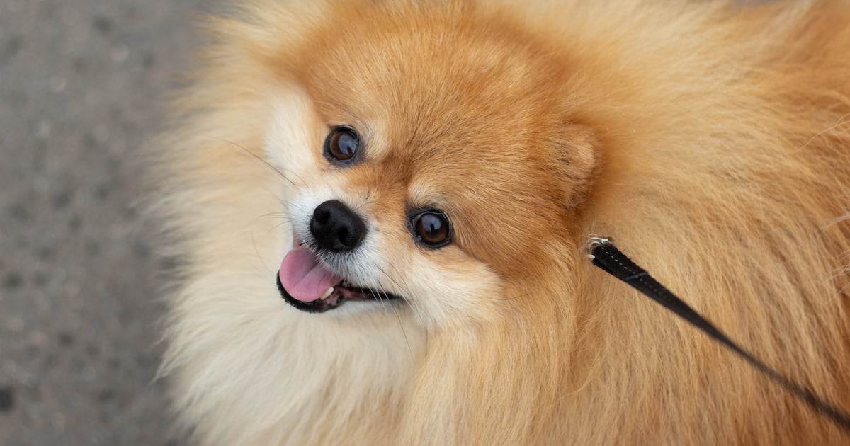 Primavera chegou e seu cachorro pode começar a soltar mais pelo pela casa; entenda