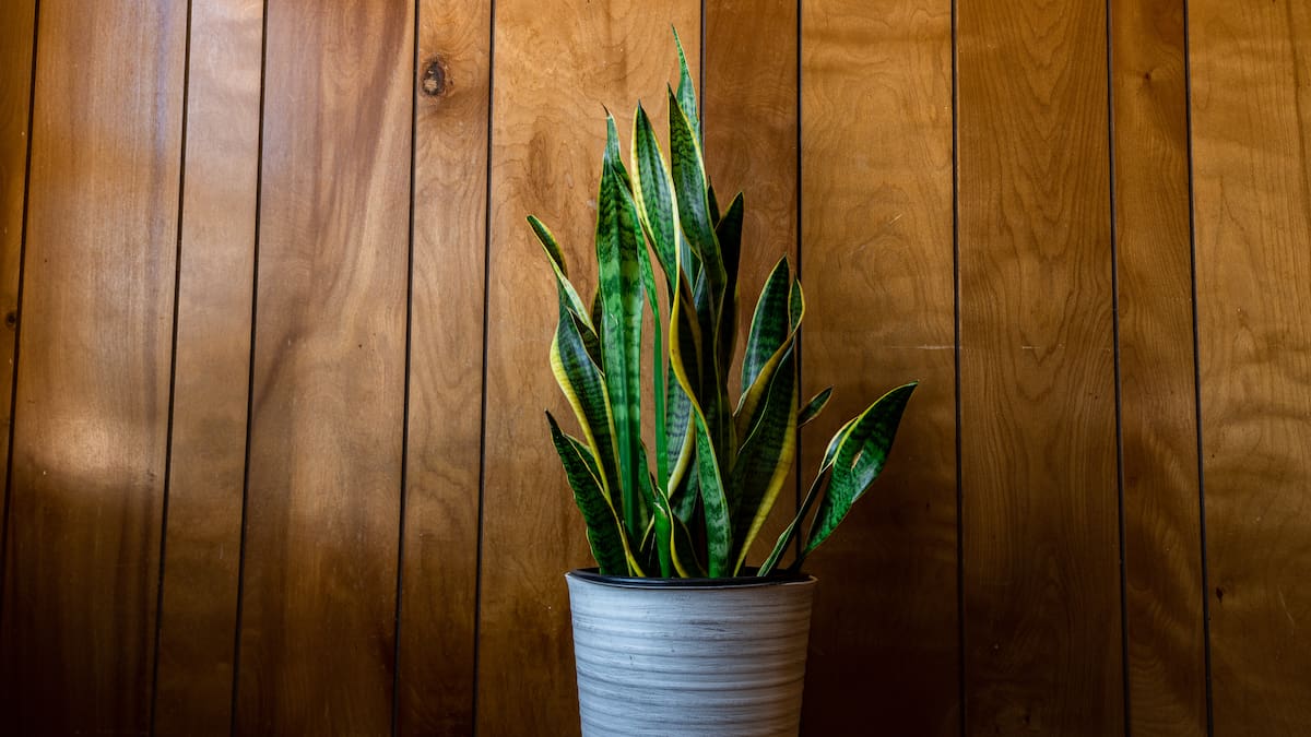 No todas las plantas aportan la misma energía al hogar, según el Feng Shui (Foto: Freepik)
