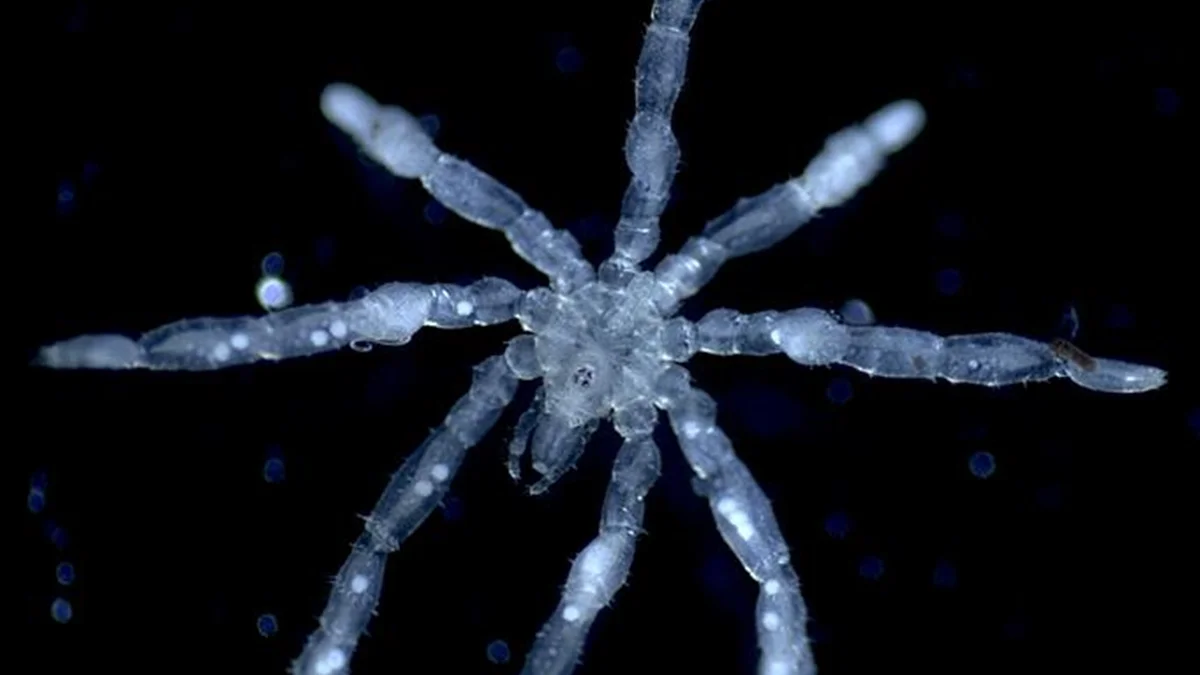 Nova espécie de aranha-marinha tem olhos vermelhos e pernas peludas