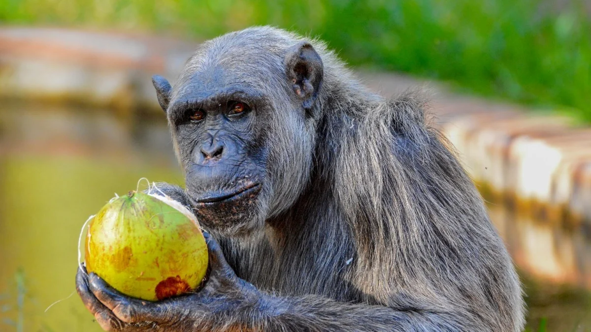 Diabético e com dores, chimpanzé Serafim é submetido a eutanásia em BH