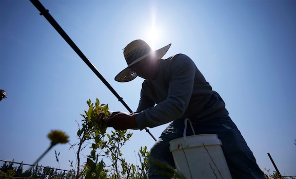 As sanções atingiram apenas 27,5% das infrações por agrotóxicos detectadas na Califórnia