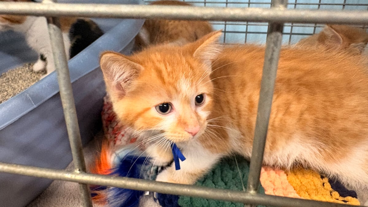 Rescue Rendezvous returns to London’s Catty Shack