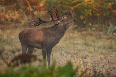 A red deer navigates through woodland east of Mount Uludag near the border line between Inegol district in Bursa province and Bilecik province, northwestern Turkey. Captured during its mating season, the stag was observed grazing through the early morning hours and dawn light