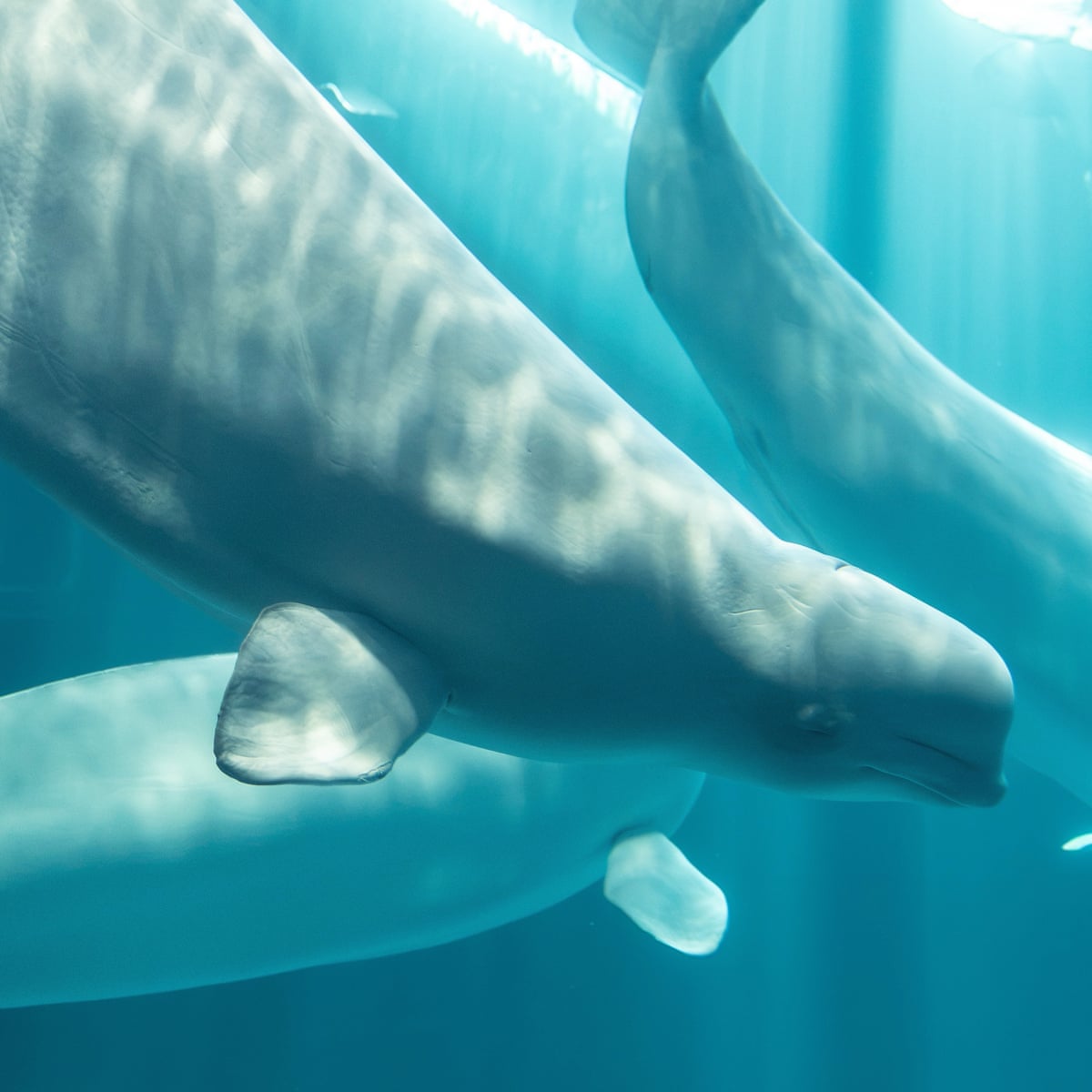 Baleia-beluga resgatada de parque marinho canadense fechado morre nos EUA