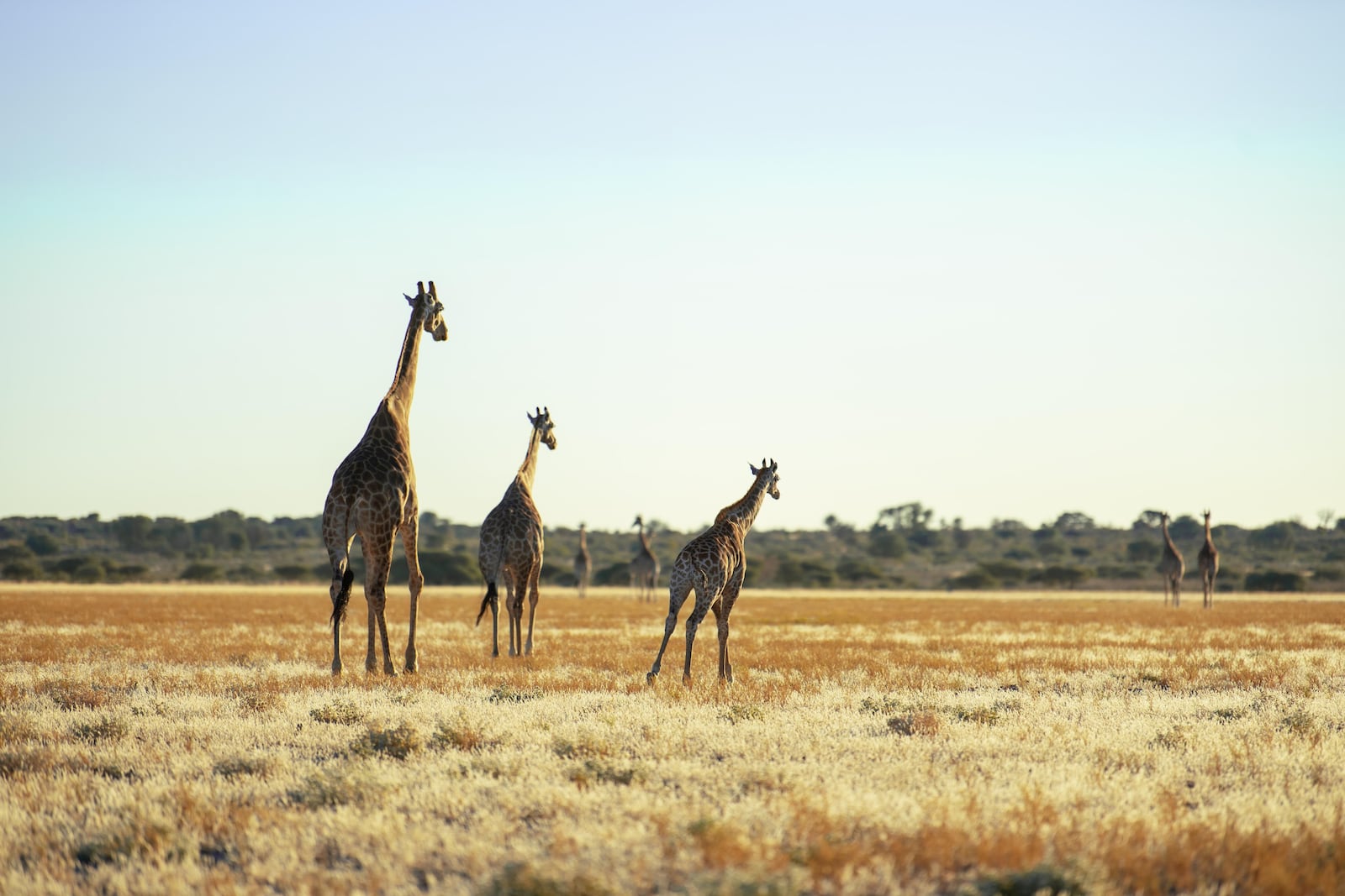 Girafas em um vasto gramado aproveitando a luz do dia quente na África do Sul Kflow Moji/Pexels