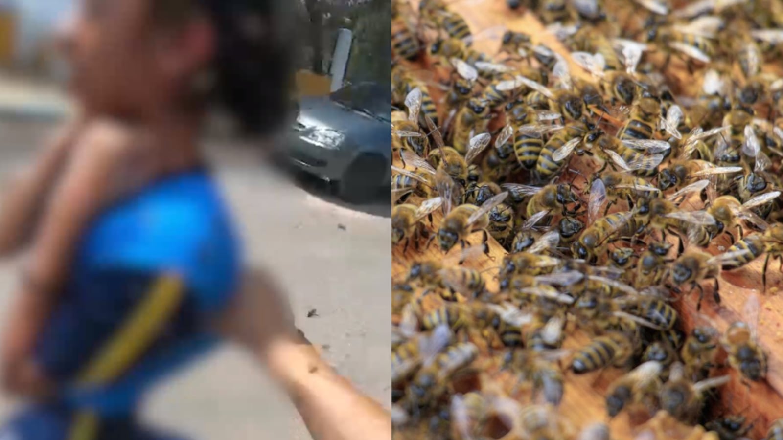 Ataque de abelhas pode afetar rins, coração e músculos Reprodução/RECORD Minas