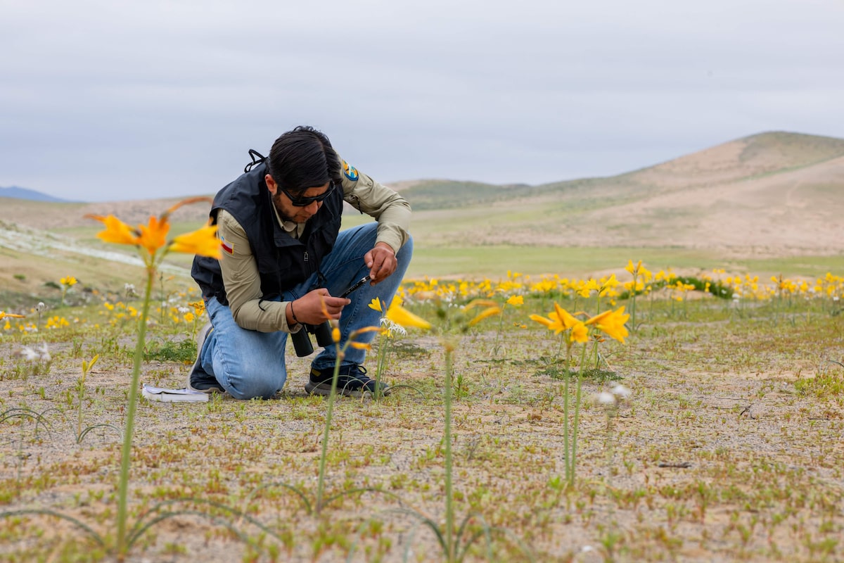 Deserto colorido: Atacama floresce após volume de chuva inédito provocado pelo El Niño; veja fotos