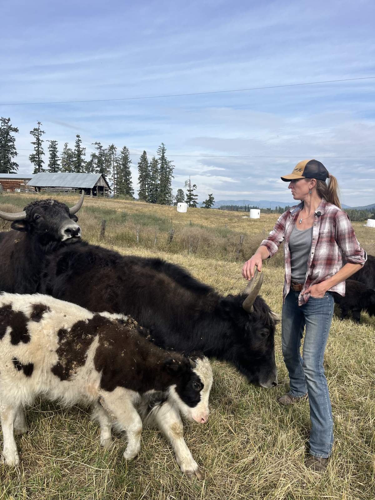 Jamie Kamps, the owner of Black Yak Cattle Co., has decided to train Toro to become a riding Yak instead of a Yak raised for his meat