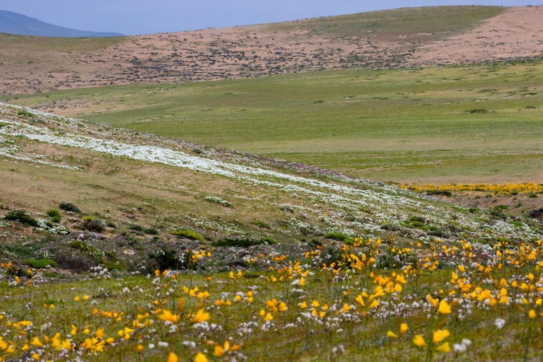 Deserto colorido: Atacama floresce após volume de chuva inédito provocado pelo El Niño; veja fotos