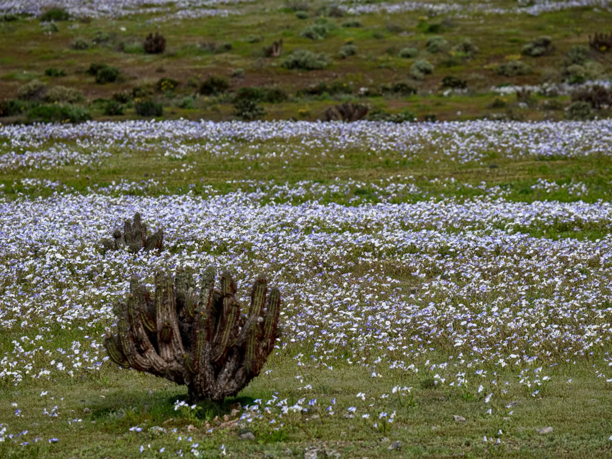 Deserto ganha "tapete de flores" após chuvas intensas causadas pelo El Niño