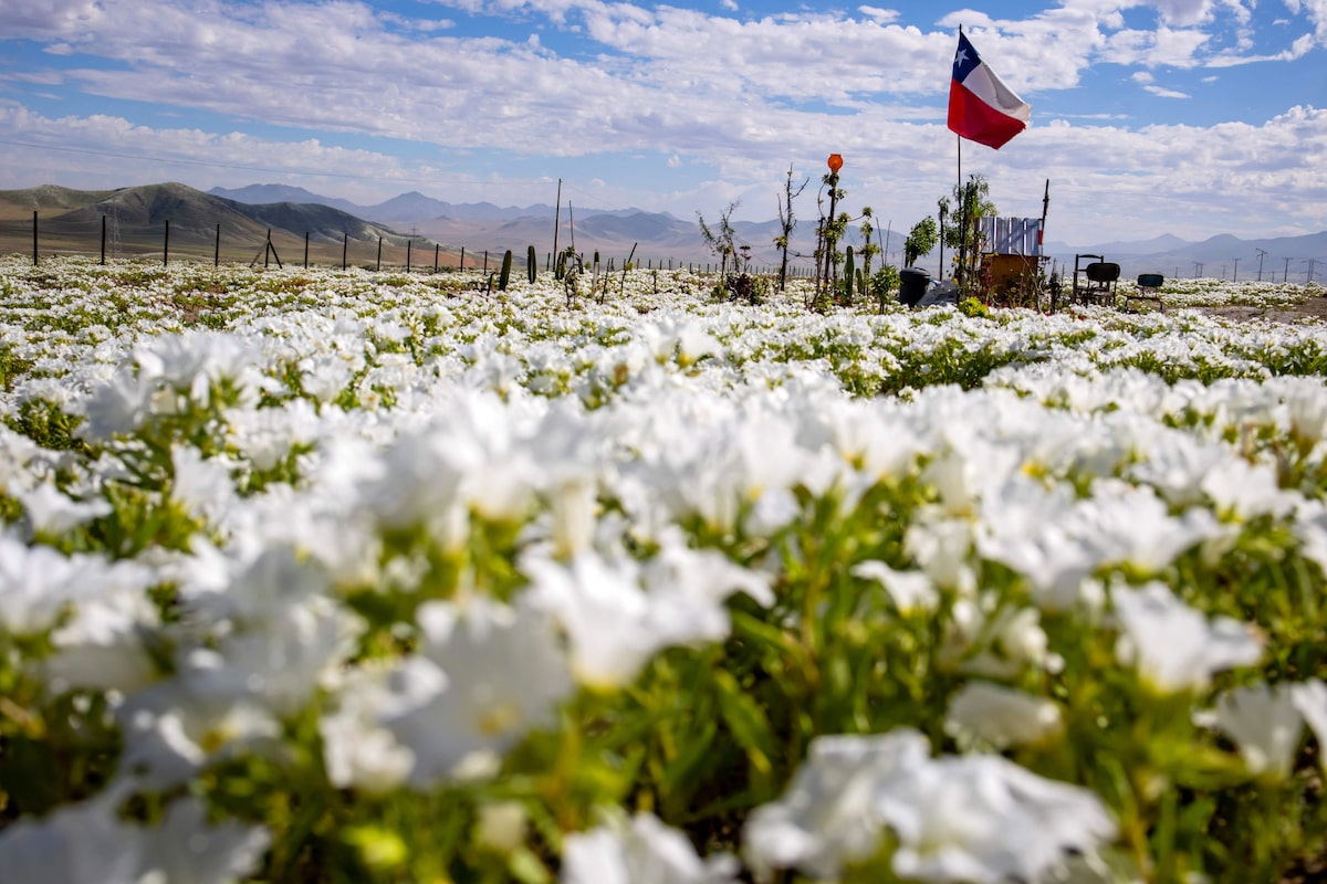 Deserto colorido: Atacama floresce após volume de chuva inédito provocado pelo El Niño; veja fotos