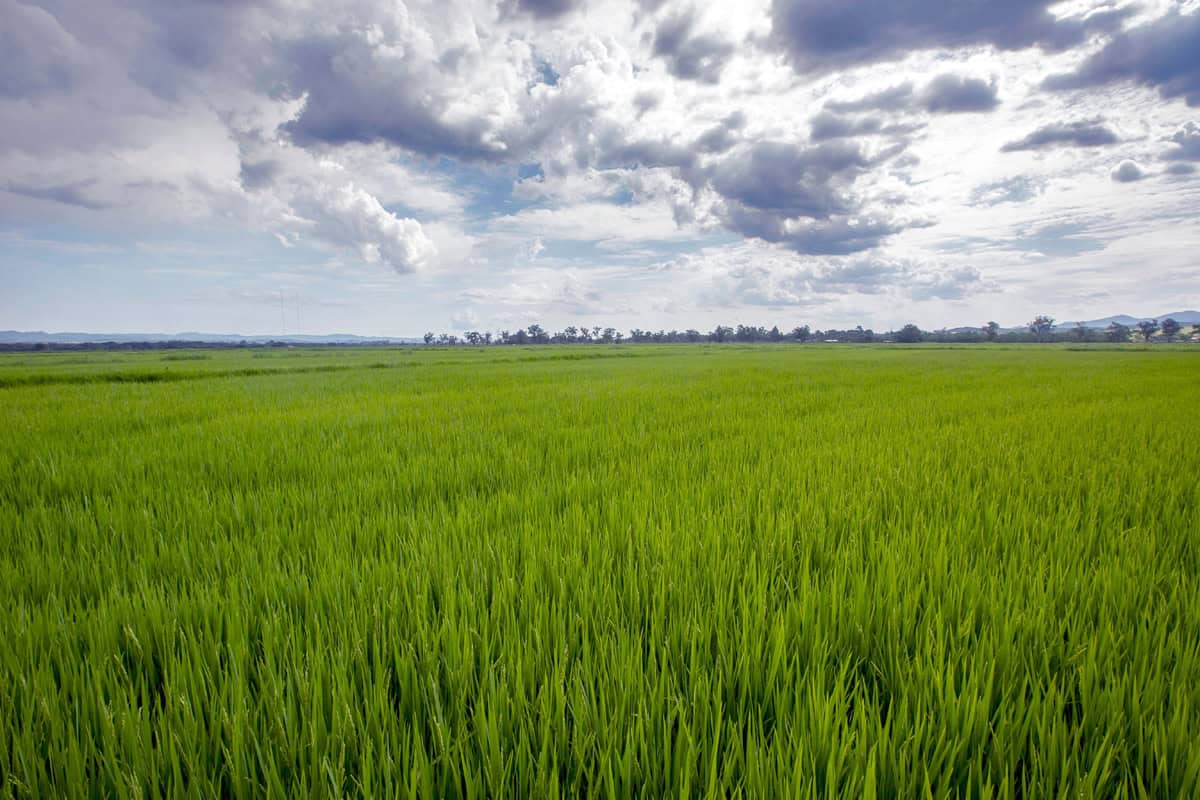 Google vai usar plantações de arroz no Brasil para combater mudanças climáticas