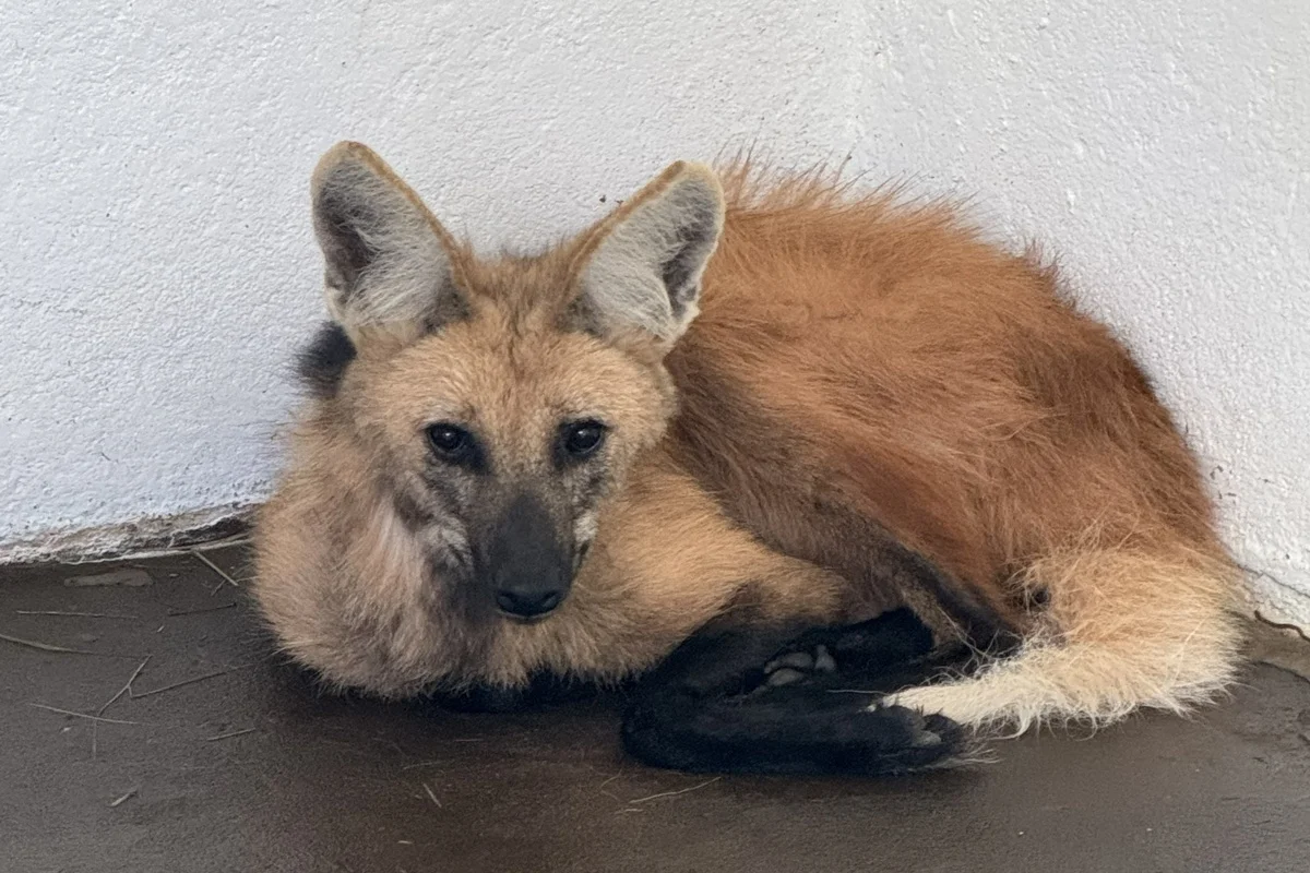 Lobo-guará do Zoo do DF é transferida para programa de conservação em SP
