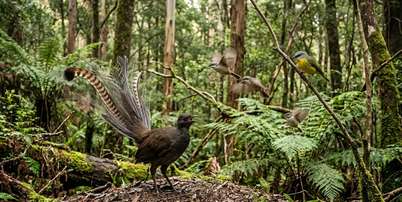 Esse repert&oacute;rio aparece especialmente quando uma f&ecirc;mea tenta se afastar da &aacute;rea de exibi&ccedil;&atilde;o e tamb&eacute;m durante a c&oacute;pula. Foto: Imagem gerada por intelig&ecirc;ncia artificial / Catraca Livre