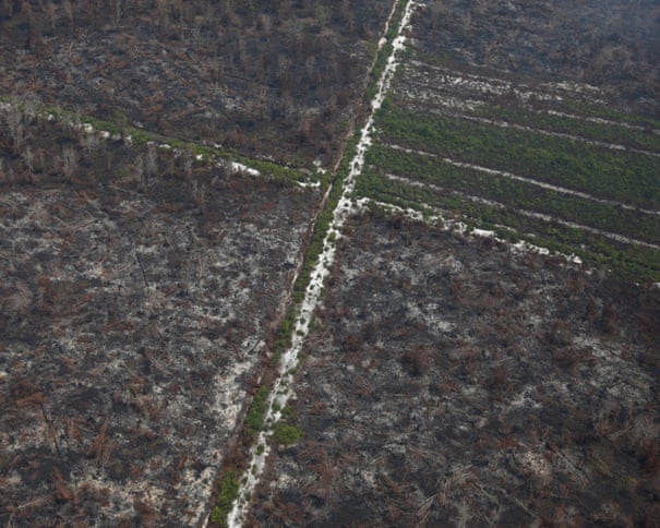 Incêndios florestais na Indonésia ameaçam o principal local de pesquisa de orangotãs no Bornéu