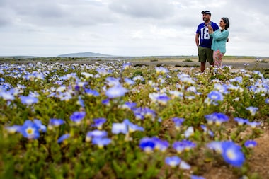 Deserto colorido: Atacama floresce após volume de chuva inédito provocado pelo El Niño; veja fotos