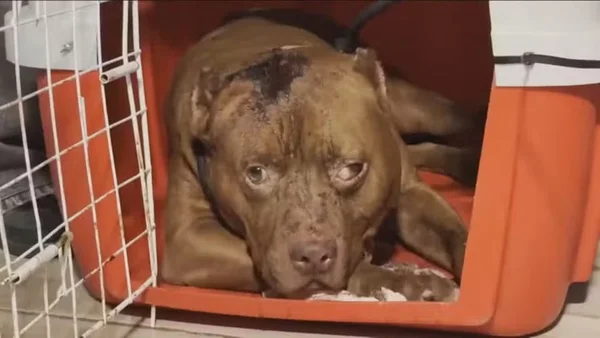 Menina de 3 anos morre após ser atacada por pit-bull na zona oeste do Rio