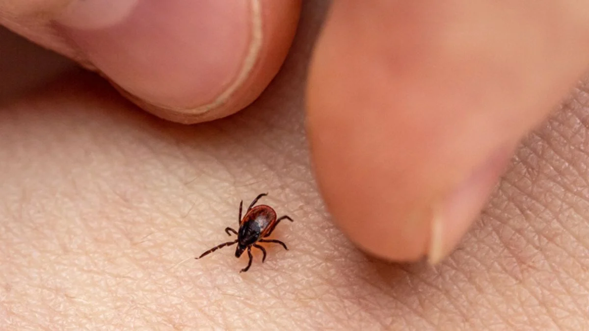 Governo de SP confirma 26ª morte por febre maculosa neste ano no estado
