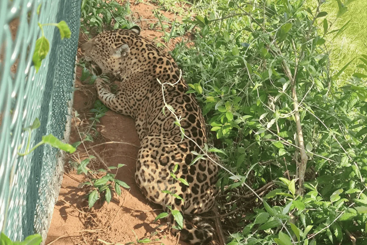 Encontrada em rodovia, onça-pintada é conduzida de volta à parque estadual