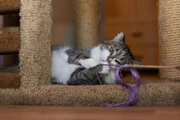 Conheça o museu que convida visitantes a explorar o mundo como um gato