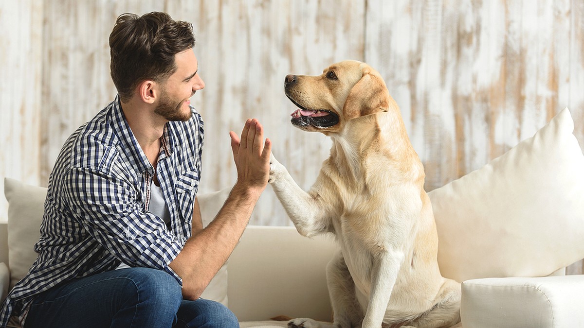 Os cães distinguem palavras diferentes na fala humana: isso não aconteceu por acaso.