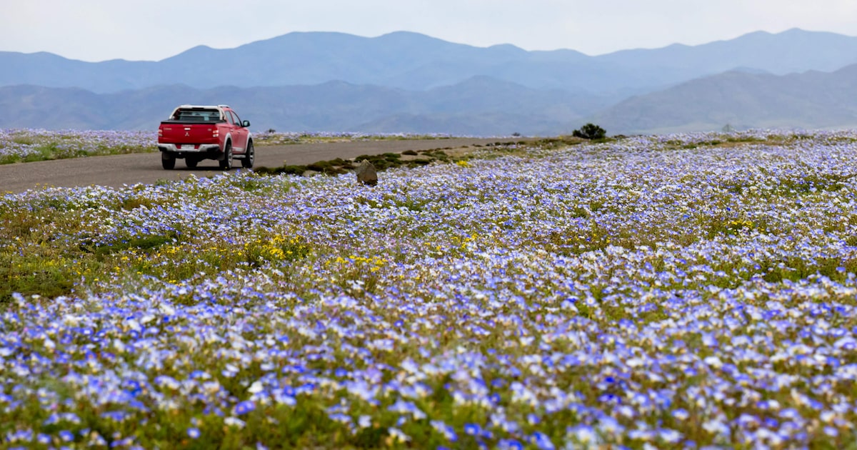 Deserto colorido: Atacama floresce após volume de chuva inédito provocado pelo El Niño; veja fotos