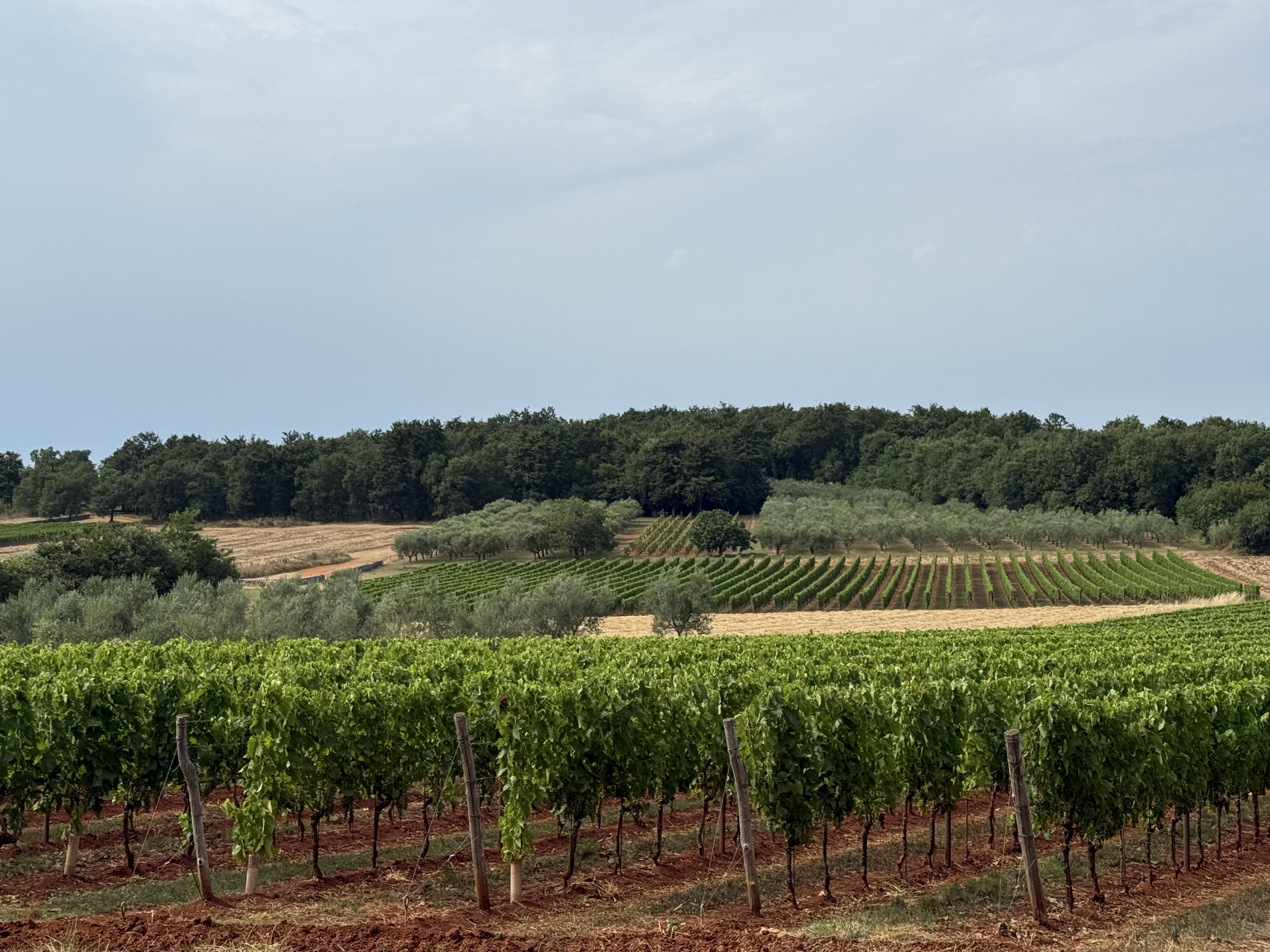 Vinhos dos Bálcãs: rótulos ainda pouco conhecidos no Brasil ganham destaque internacional