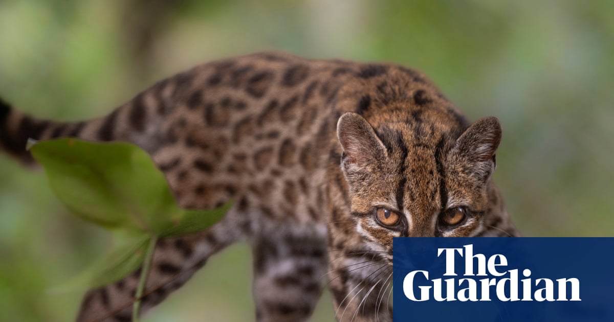 Semana na vida selvagem: um pequeno felino-tigre, ursos no quintal e umaouriça-do-mar rosa fruncida