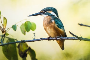 A kingfisher perched on a branch watches for prey along the waterways of the Kocacay Delta in Bursa province, northwestern Turky. Departing their breeding grounds following the intensification of autumn migration, the brightly colored birds have returned to one of the region’s key wetland habitats. Positioned on overhanging branches and shrubs along riverbanks and lake shores, the kingfishers scan the water before executing rapid, high-speed dives to capture fish and aquatic insects