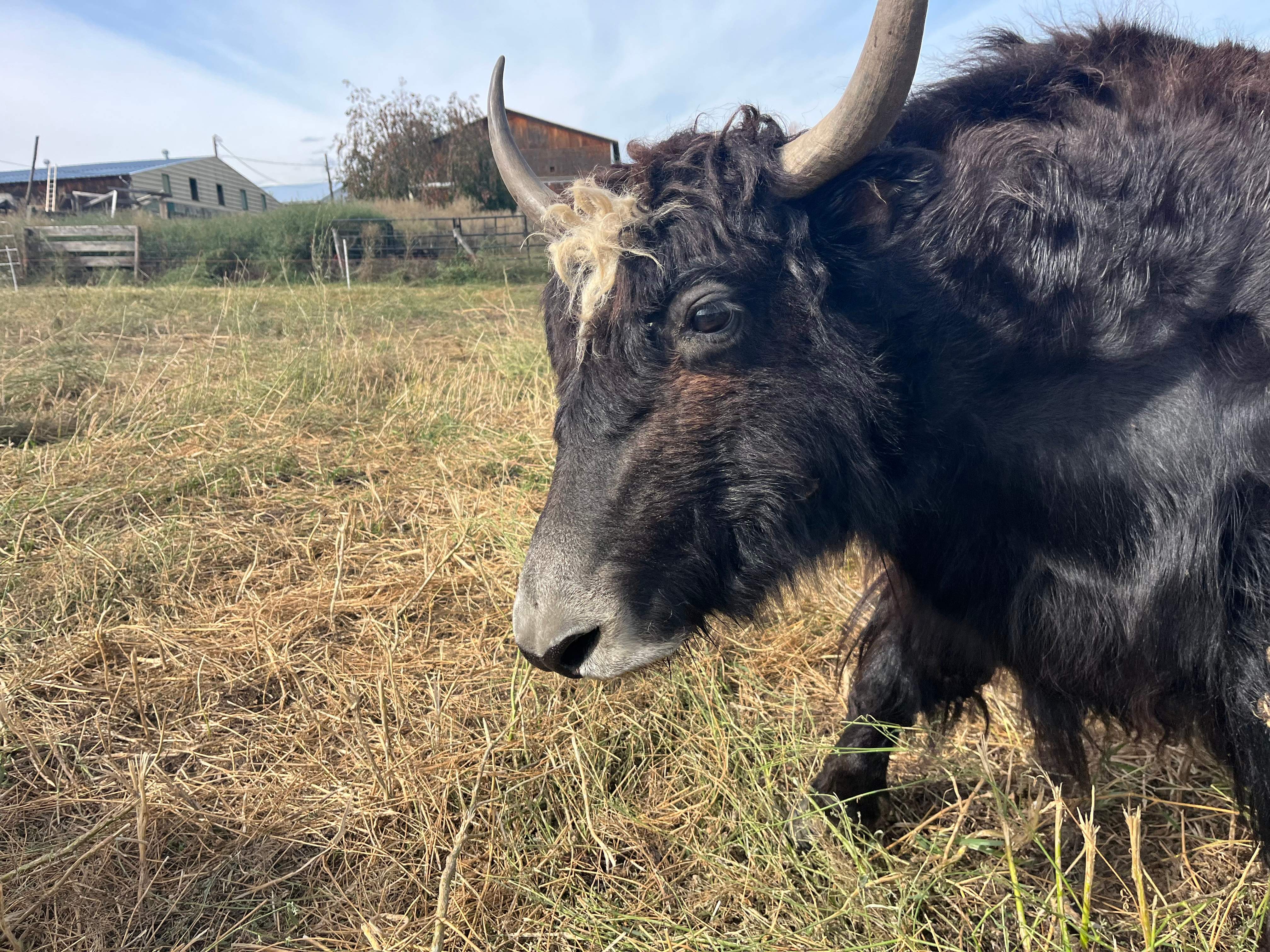 A young yak that is owned by Black Yak Cattle co