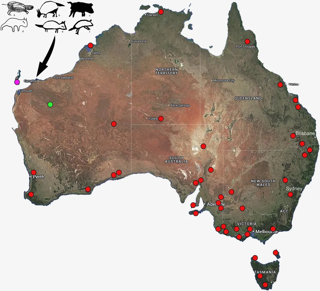 Imagem da matéria: Devil-da-Tasmânia habitava ao lado de humanos no noroeste da Austrália há pelo menos 45.000 anos, segundo pesquisadores.