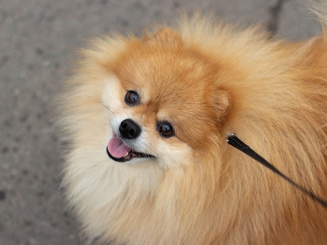 Primavera chegou e seu cachorro pode começar a soltar mais pelo pela casa; entenda