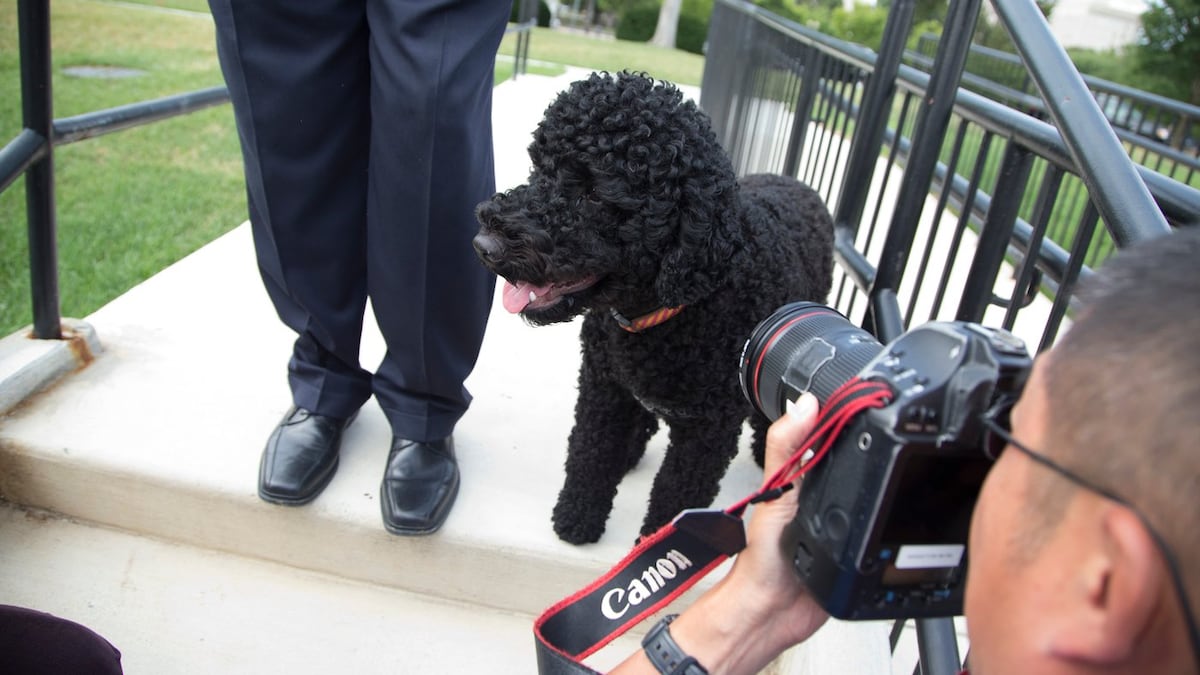 The Obamas' family dog Sunny dies, the former president says