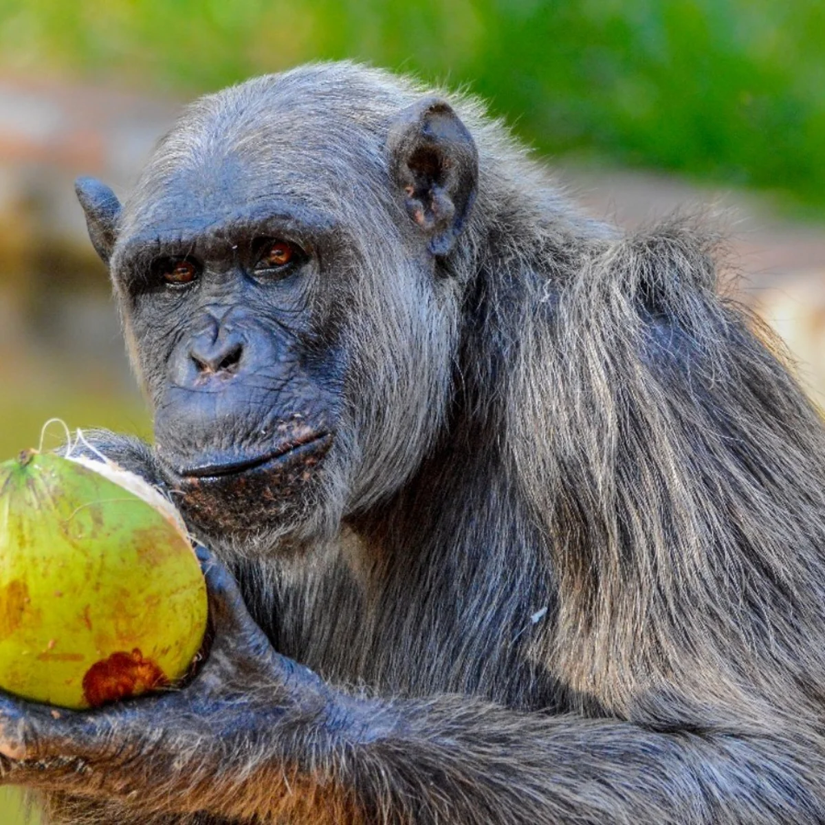Diabético e com dores, chimpanzé Serafim é submetido a eutanásia em BH