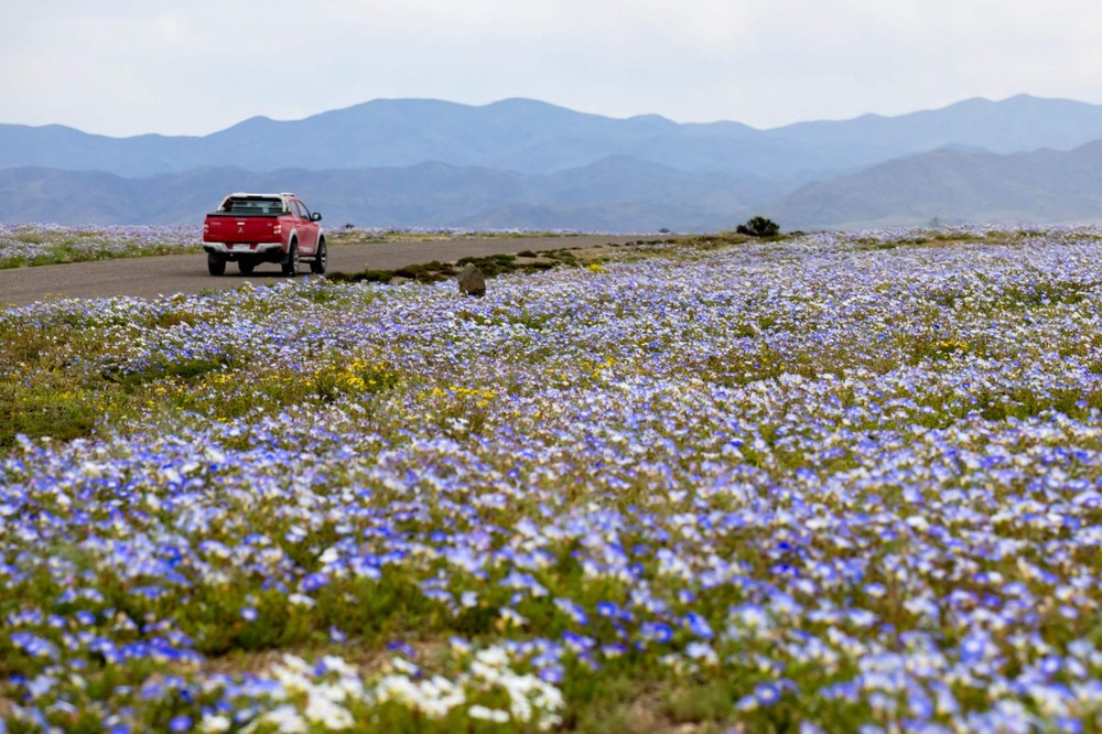 Uma caminhonete trafega por uma estrada ladeada por flores silvestres em flor no Deserto do Atacama, perto de Copiapó, Chile — Foto: Javier Torres / AFP