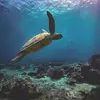 Jangan Diburu! Penyu Jadi Spesies Kunci dalam Keseimbangan Ekosistem Laut