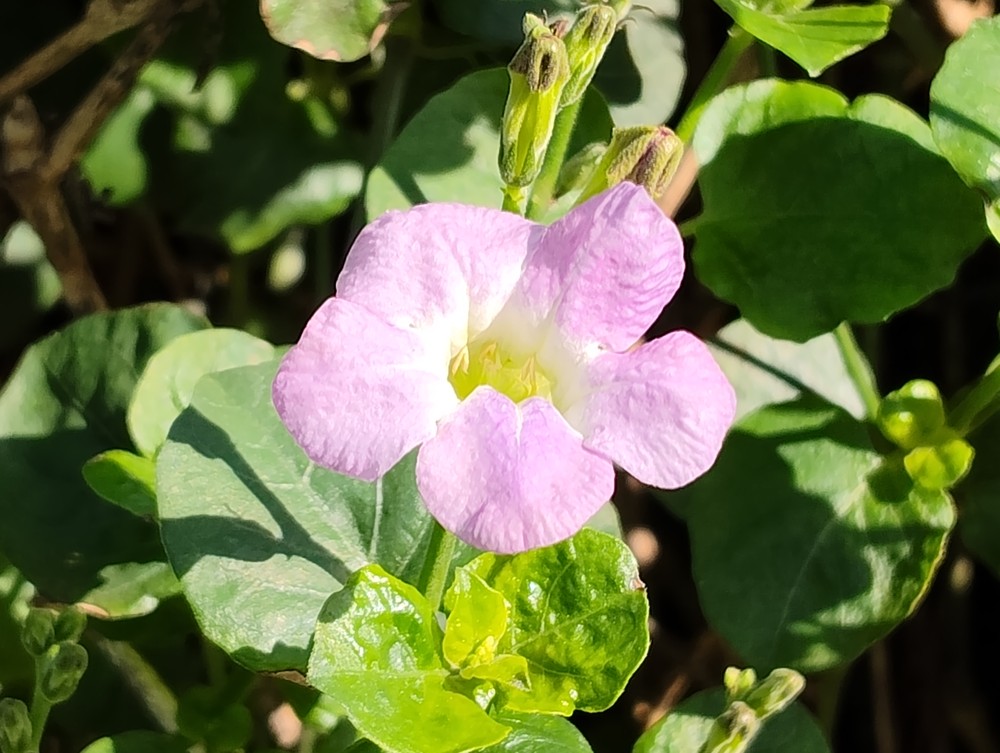 Flor roxa; foto tirada com Redmi Note 17 Pro, zoom de 4x, com queda perceptível de nitidez — Foto: Ana Letícia Loubak/TechTudo