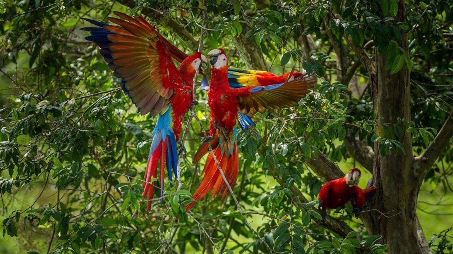 Duas araracangas, ou araras-vermelhas-pequenas, se bicando na floresta, com uma terceira observando do galho de uma &aacute;rvore
