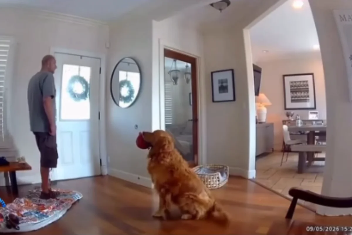 Golden retriever surpreende ao receber bandido com brinquedo na boca