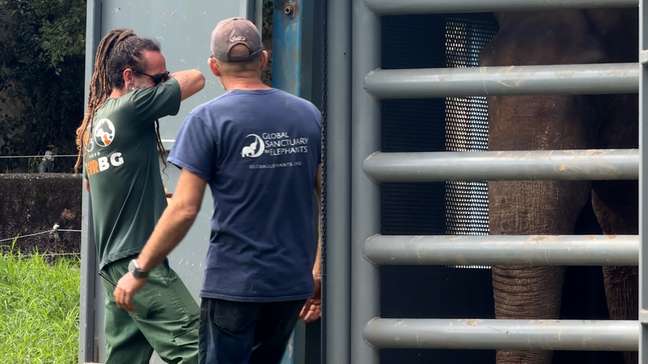 Elefante Sandro: entenda disputa judicial diante de transferência do animal até o Mato Grosso