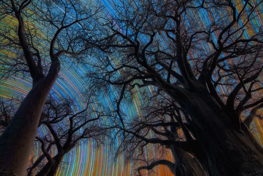 Céu anoitecendo com árvores no meio