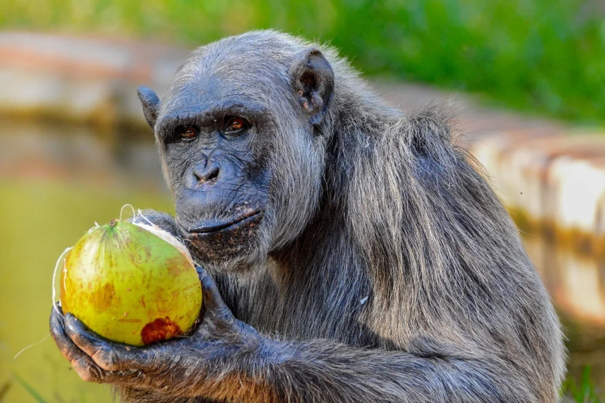 Diabético e com dores, chimpanzé Serafim é submetido a eutanásia em BH
