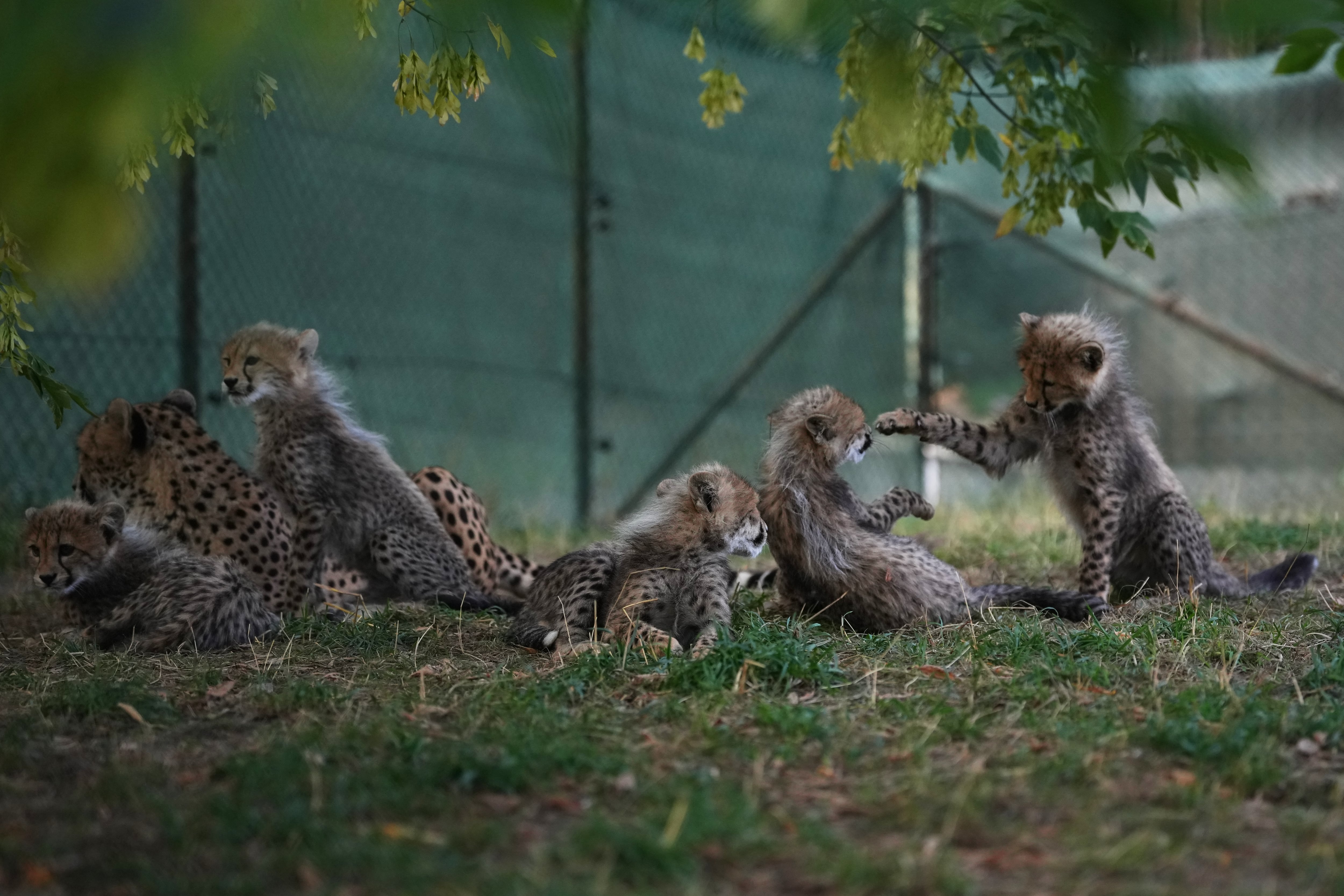 Newly born cheetah quintuplets play by their mother, Daenerys, at their enclosure at the zoo in Prague, Czech Republic, Friday, September 25, 2026. Picture: AP (Petr David Josek)