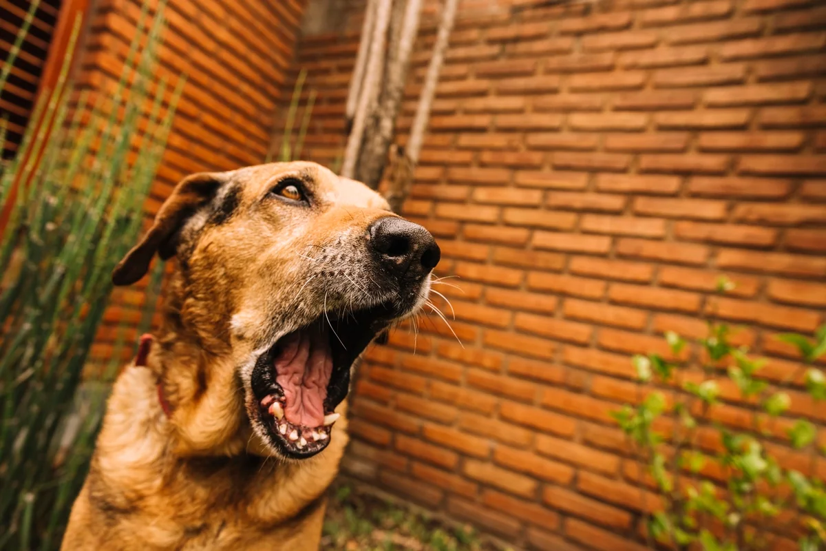 Cachorro marrom latindo
