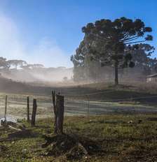 Araucária em paisagem rural de inverno em Pinhão (PR); El Niño deve intensificar a atuação de massas de ar frio no Sul do país durante a primavera Foto: Getty Images / BBC News Brasil