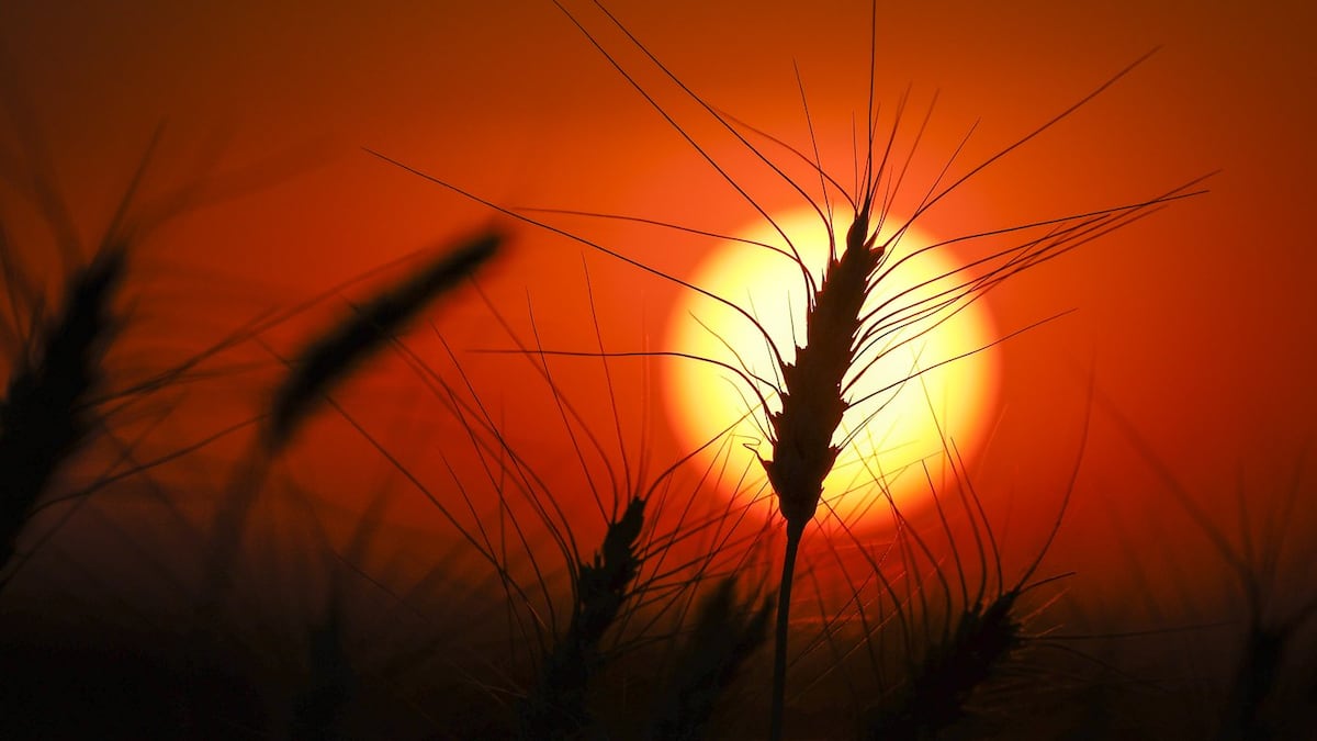 From soggy fields to skyrocketing diesel, Prairie farmers face tough harvest